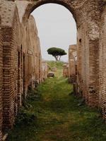 View of tree through ruins photo