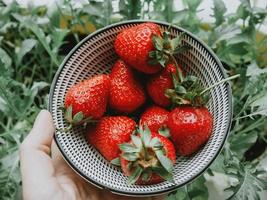 Strawberries in bowl photo