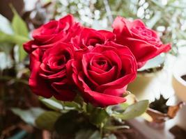 Close-up of red roses photo