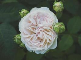 Close-up of pink peony photo