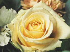 Close-up of yellow rose photo