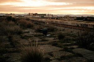 Office chair on abandoned grounds photo