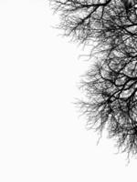 árbol desnudo en el cielo blanco foto