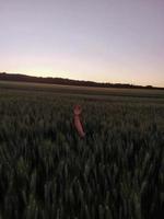 mano llegando desde el campo de trigo foto