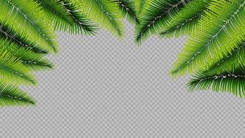 Frame made of palm leaves in a realistic style vector