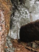 Rock formation with trees photo