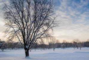 Tree covered in snow photo