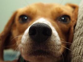 primer plano de beagle foto