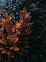 Brown foliage leaves photo