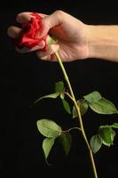 Person crushing a red rose photo