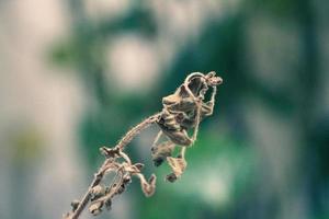 Withered dried flower photo