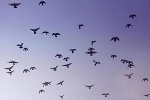 Flock of birds  photo