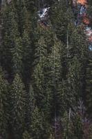 Group of pine trees photo