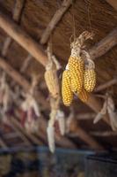 Yellow corn hanging photo