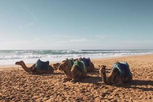 Group of camels on beach photo