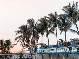 Palm trees at a resort photo