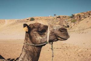 vista lateral de la cabeza del camello foto