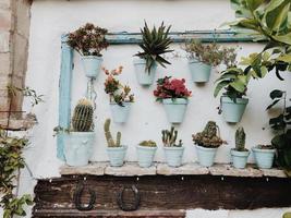 Plants in pots on wall photo