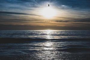 Solo bird over the ocean photo