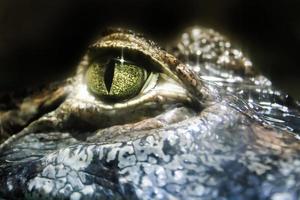 Macro crocodile eye photo