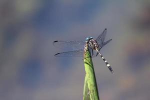 Damselfly on leaf photo