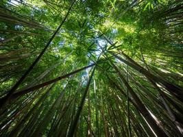 Looking up at bamboo and sky photo
