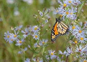 Monarch butterfly on flowers photo