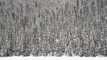 bosque de abetos en la nieve foto