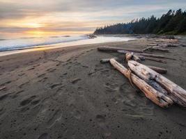 Brown logs on beach photo