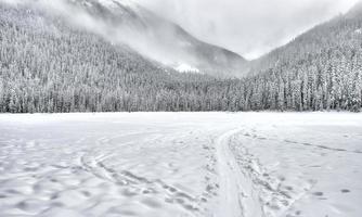 Snow-covered forest photo