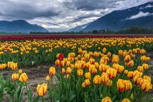 Field of yellow and red tulips photo