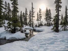 paisaje nevado del arbolado foto