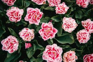 Pink petaled flowers photo