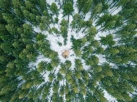 A lonely tree in winter in the forest photo