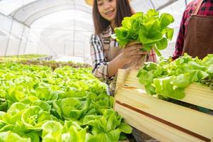 mujer recogiendo lechuga foto