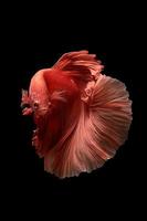A Siamese fighting fish swimming on black background photo