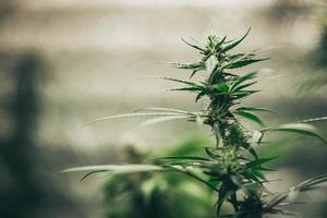 las hojas y flores de la planta de cannabis en laboratorio foto