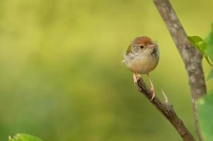 Small bird perched on branch photo