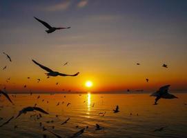 Silhouetted seagulls flying into sunset photo