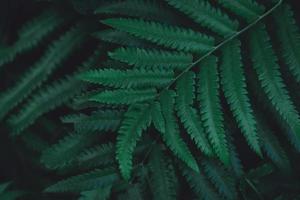 Close-up of fern leaves photo