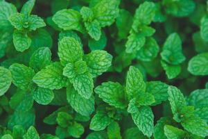 primer plano de hojas de menta foto