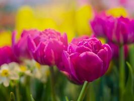 tulipanes que florece en el jardín