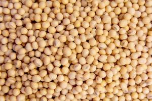 Close-up of soybeans  photo