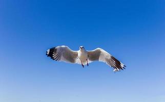 Seagulls flying in blue sky photo
