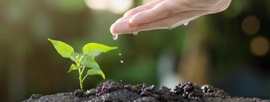 Close up of hands watering young tree on soil photo