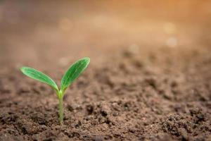 Plant sprouting from soil  photo