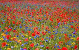 Field of wildflowers photo