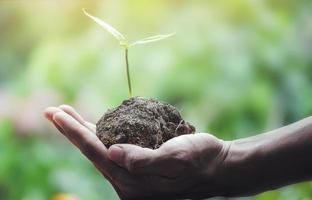 A hand holding seedling on natural green background photo