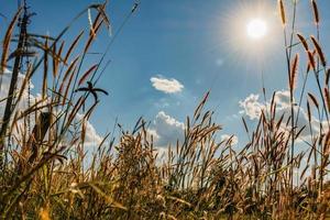 sol brillando sobre un campo de hierba de trigo foto