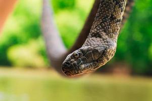 serpiente de agua marrón grande foto